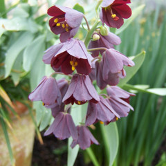 Fritillaria persica