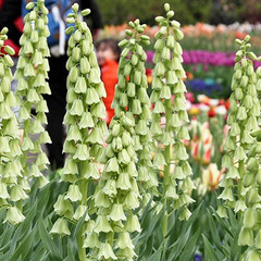Fritillaria persica 'Ivory Bells'