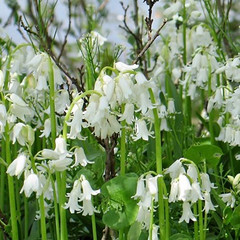 Hyacinthoides hispanica White