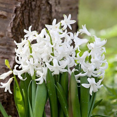 Hyacinthus 'Multiflora White'