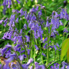 Hyacinthoides non-scripta (TRUE FORM)
