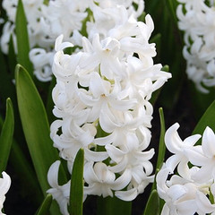 Hyacinthus 'White Pearl'