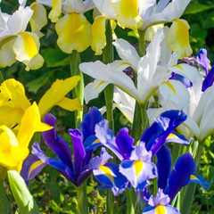 Iris Dutch Iris Mixed Colours
