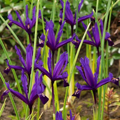 Iris 'Pauline'