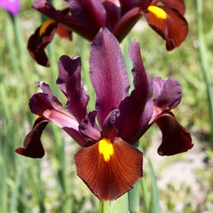 Iris 'Red Ember'
