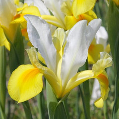 Iris 'Symphony'
