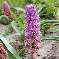 Muscari comosum 'Plumosum'