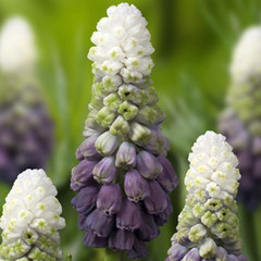 Muscari latifolium 'Grape Ice'