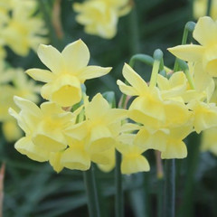 Narcissus 'Angels Breath'