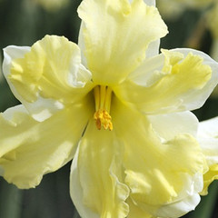 Narcissus 'Belcanto'