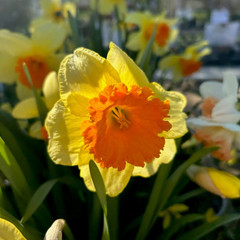 Narcissus 'Fortissimo'