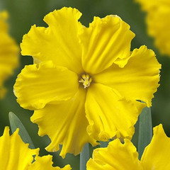 Narcissus 'Gold Disc'