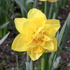 Narcissus 'Golden Ducat'