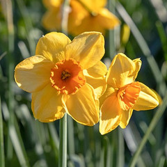 Narcissus 'Kedron'