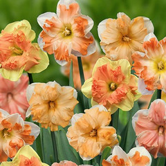 Narcissus Mixed Split Corona Varieties