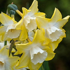 Narcissus 'Pipit'