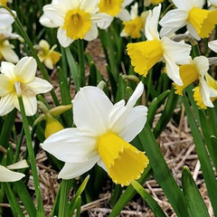 Narcissus 'Pre Party'