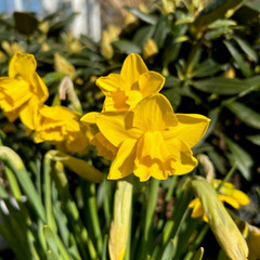 Narcissus 'Quail'