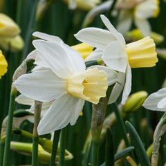 Narcissus 'Sailboat'