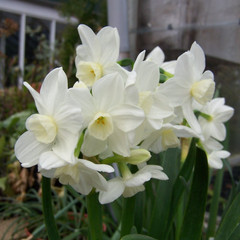 Narcissus 'Silver Chimes'