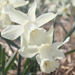 Narcissus 'Snow Baby'