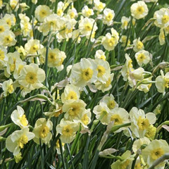 Narcissus 'Sun Disc'