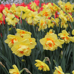 Narcissus 'Tahiti'