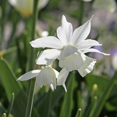 Narcissus 'Thalia'