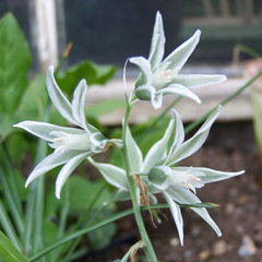 Ornithogalum nutans