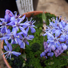 Scilla bifolia