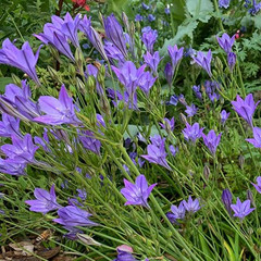 Triteleia 'Corrina'