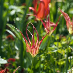 Tulipa acuminata