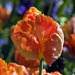 Tulipa 'Amazing Parrot'