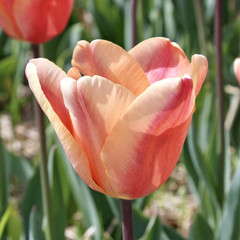Tulipa 'Apricot Foxx'