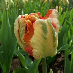 Tulipa 'Apricot Parrot'