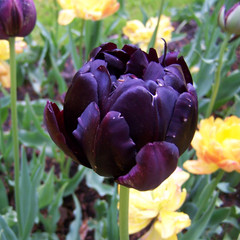 Tulipa 'Black Hero'
