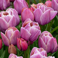 Tulipa 'Blue Heaven'
