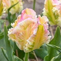 Tulipa 'Cabanna'
