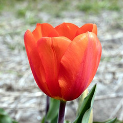 Tulipa 'Cadans'