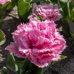 Tulipa 'Cairns'
