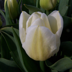 Tulipa 'Calgary'