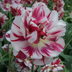 Tulipa 'Carnival de Nice'