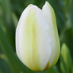 Tulipa 'Catherina'