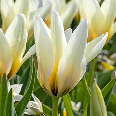 Tulipa 'Concerto'