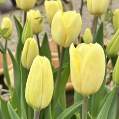 Tulipa 'Creme Fraiche'