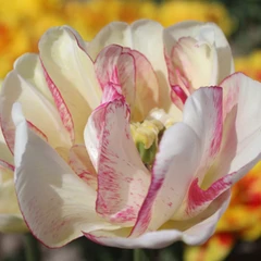 Tulipa 'Double Shake'