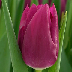 Tulipa 'Embrace'