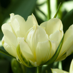 Tulipa 'Exotic Emperor'