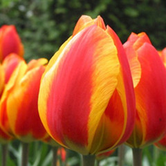 Tulipa 'Flair'