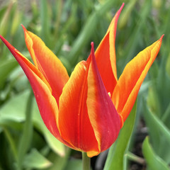 Tulipa 'Fly Away'